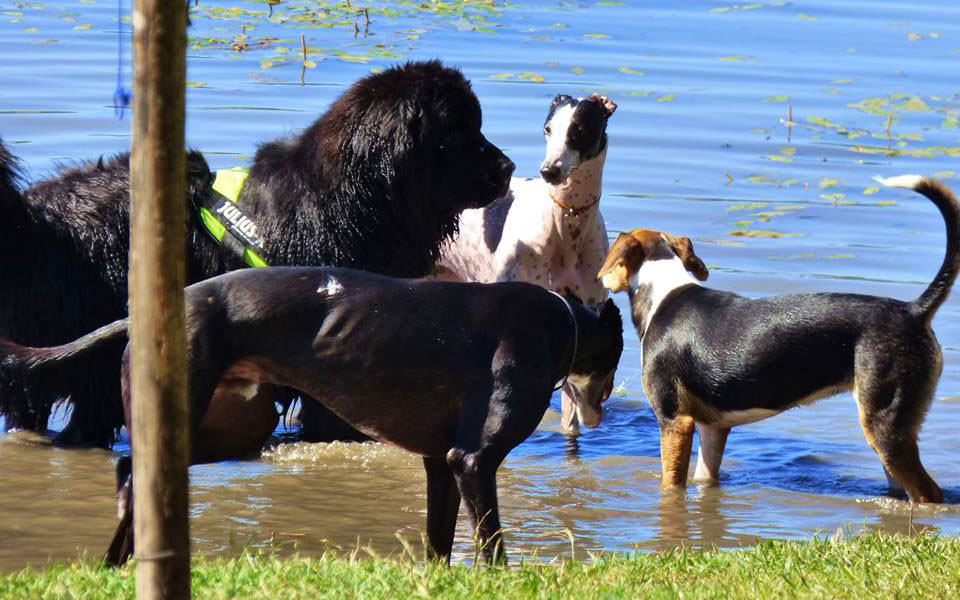 Spiaggia Per Cani Spiaggia Sul Lago Casale Di Martignano