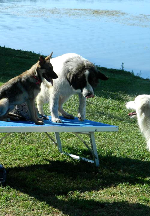 Spiaggia Per Cani Spiaggia Sul Lago Casale Di Martignano